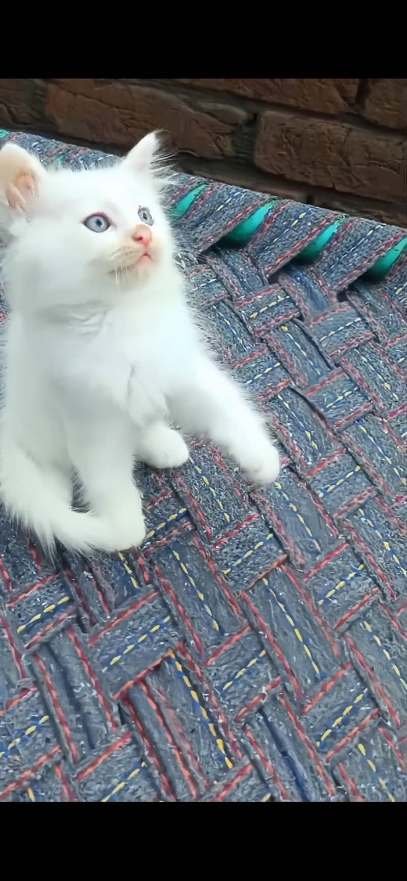 Persian cat (discount ho jaye ga) 1