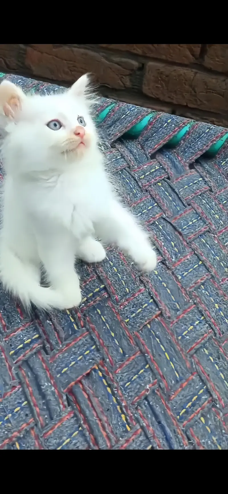 Persian cat (discount ho jaye ga) — photo 2