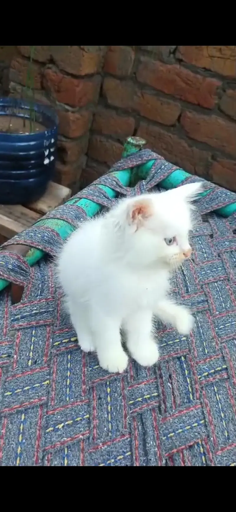 Persian cat (discount ho jaye ga) — photo 3