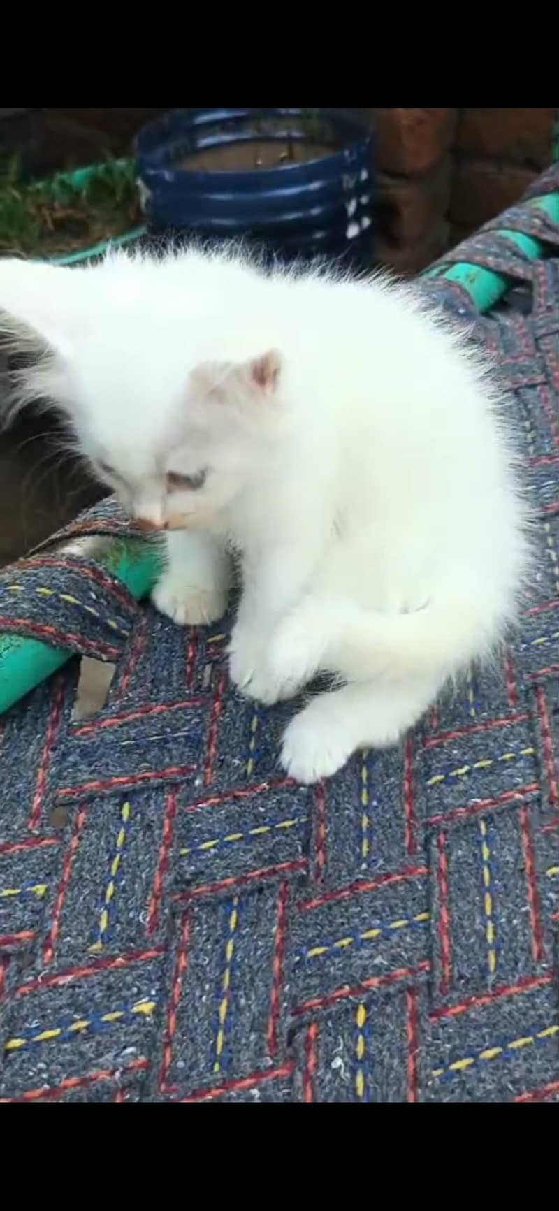 Persian cat (discount ho jaye ga) 3