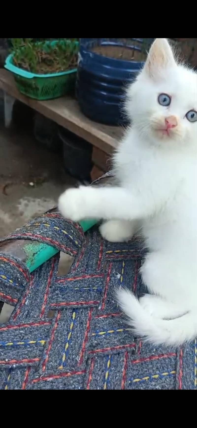 Persian cat (discount ho jaye ga) 4
