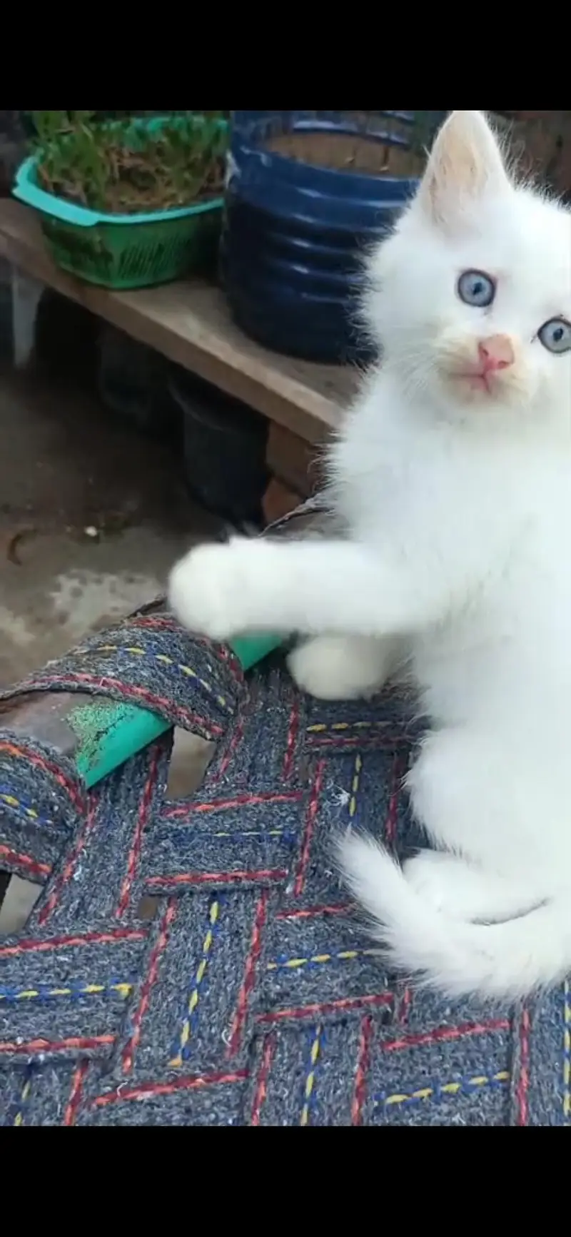 Persian cat (discount ho jaye ga) — photo 5