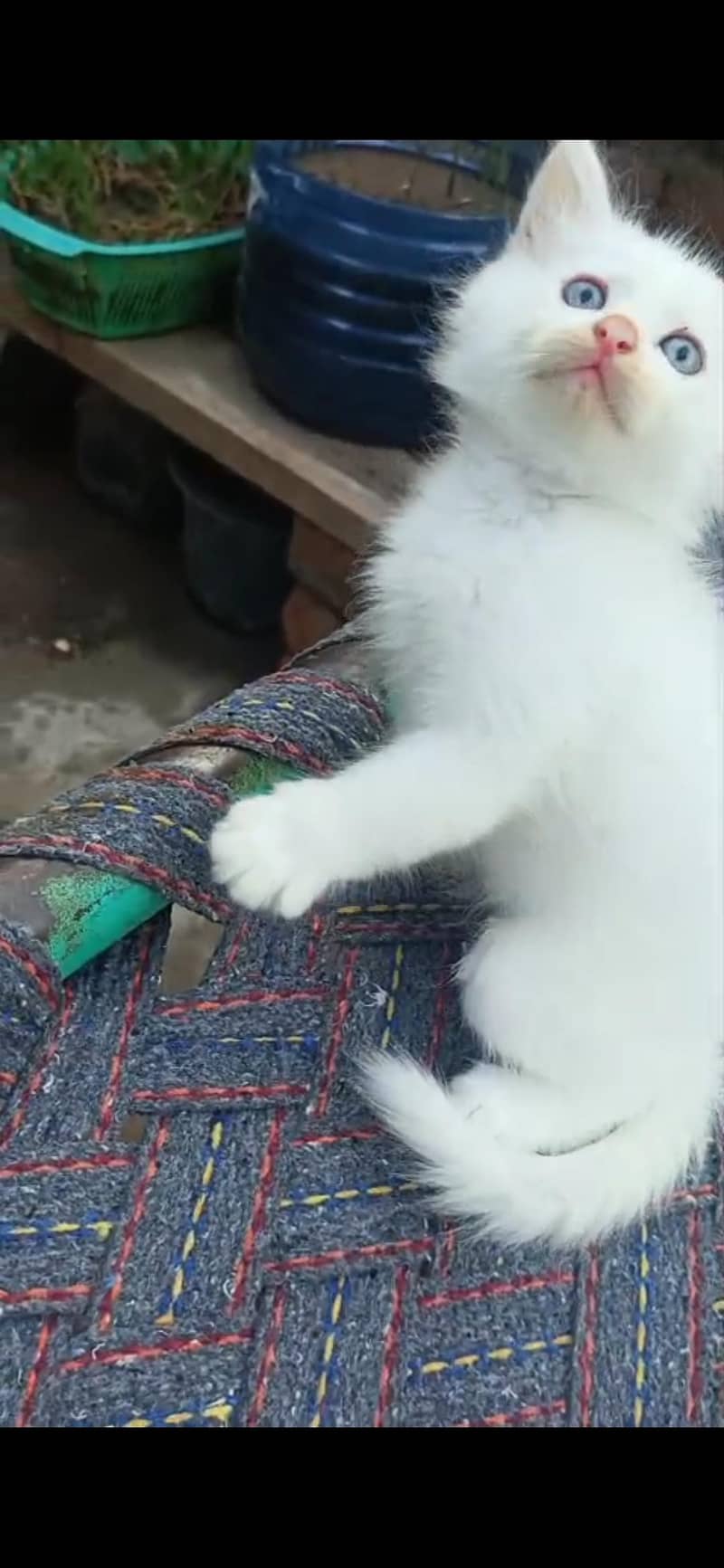 Persian cat (discount ho jaye ga) 5