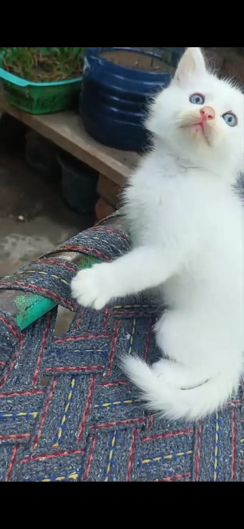 Persian cat (discount ho jaye ga) — photo 6