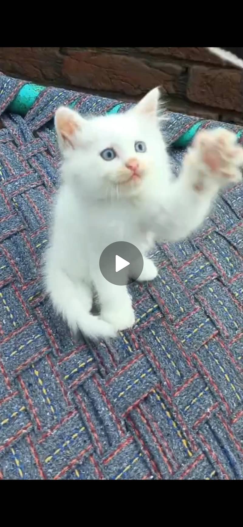 Persian cat (discount ho jaye ga) 6