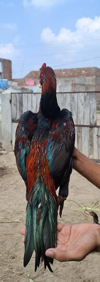 lakha aseel patha high quality 03404985023 whatsapp  num