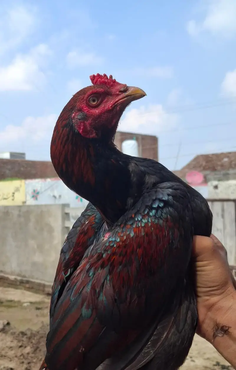 lakha aseel patha high quality 03404985023 whatsapp  num — photo 2