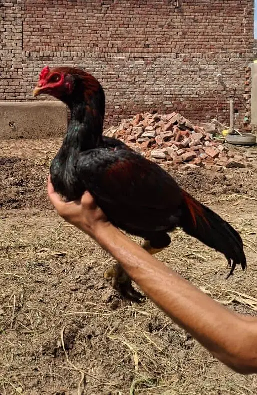 lakha aseel patha high quality 03404985023 whatsapp  num — photo 3