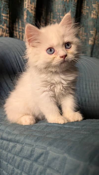  Premium Persian Kittens Available for Sale