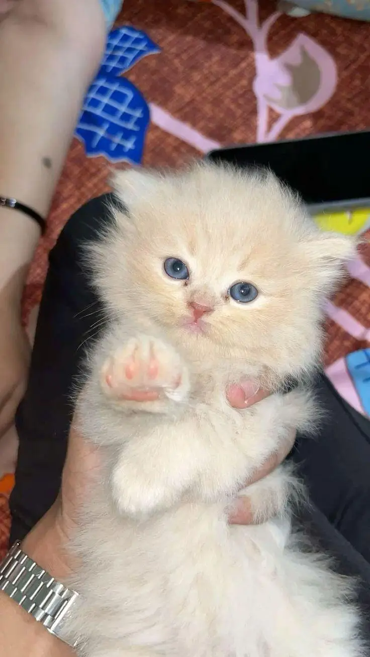  Premium Persian Kittens Available for Sale — photo 2
