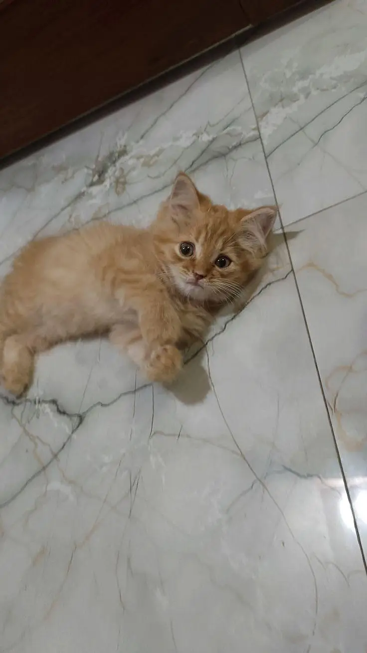  Premium Persian Kittens Available for Sale — photo 3