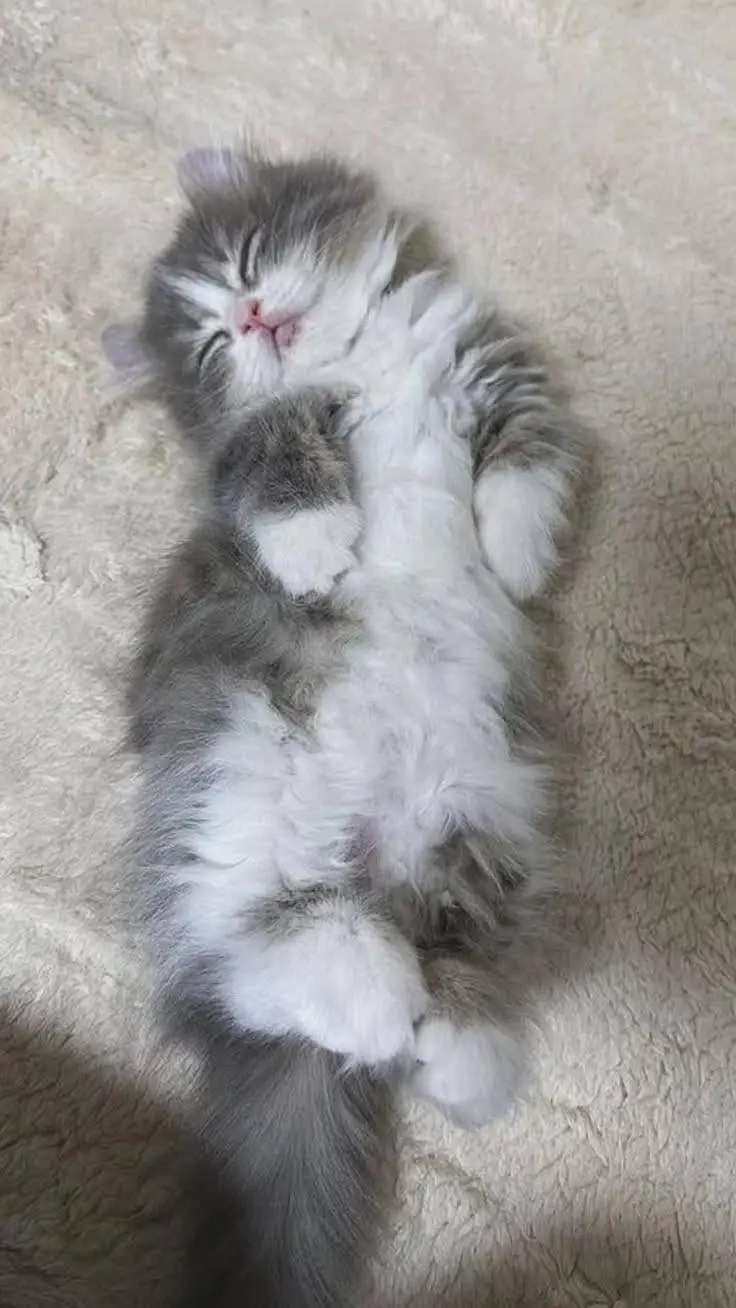  Premium Persian Kittens Available for Sale — photo 4