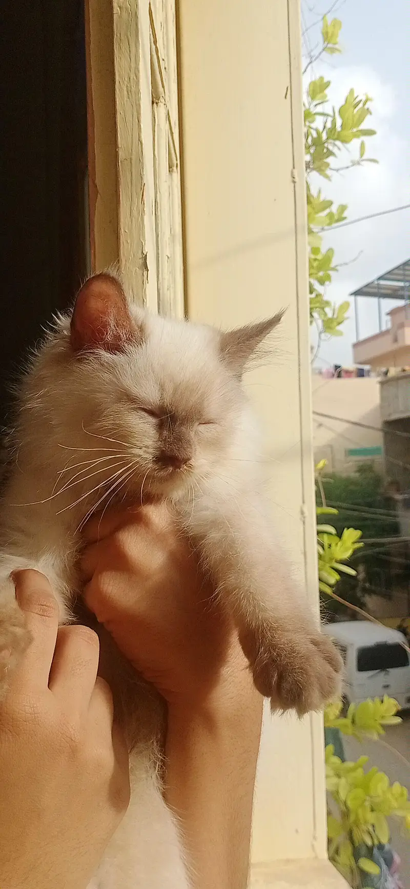  Premium Persian Kittens Available for Sale — photo 5