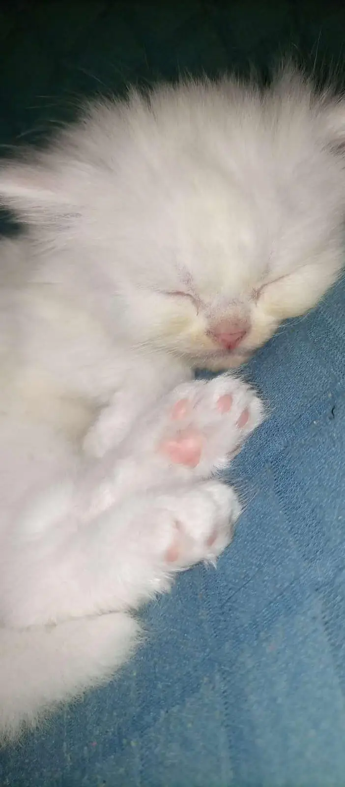  Premium Persian Kittens Available for Sale — photo 6