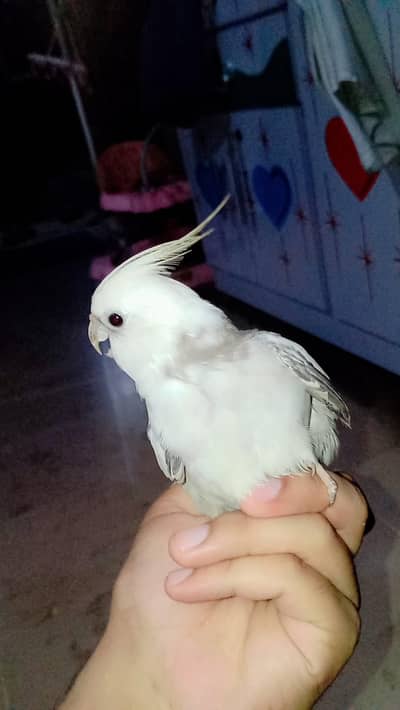 Hand Tame Albino Cockatiel | Whistles, Sings & Talks "Mitho"