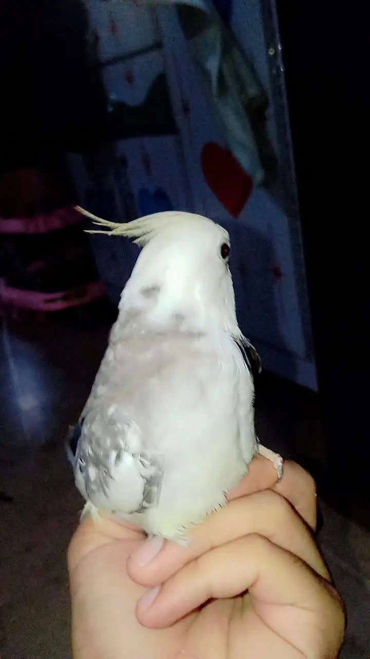 Hand Tame Albino Cockatiel | Whistles, Sings & Talks "Mitho" — photo 2