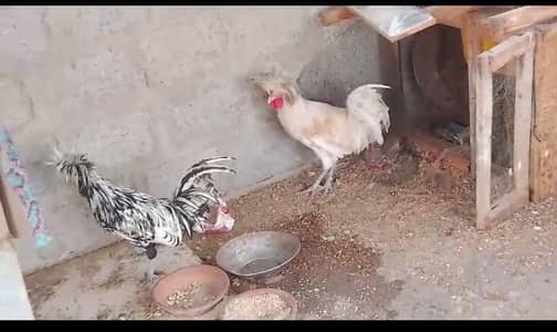 two silkie roosters
