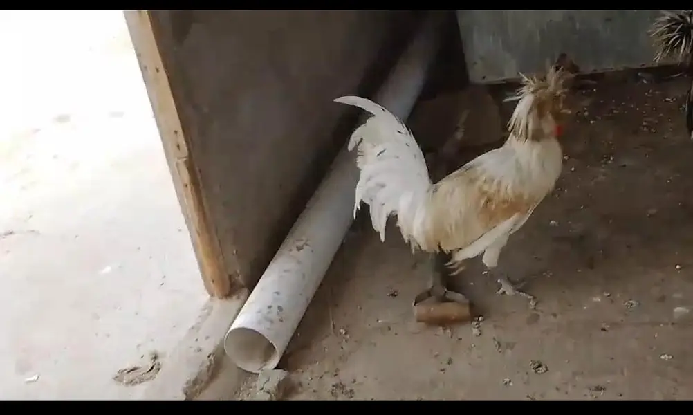 two silkie roosters — photo 2