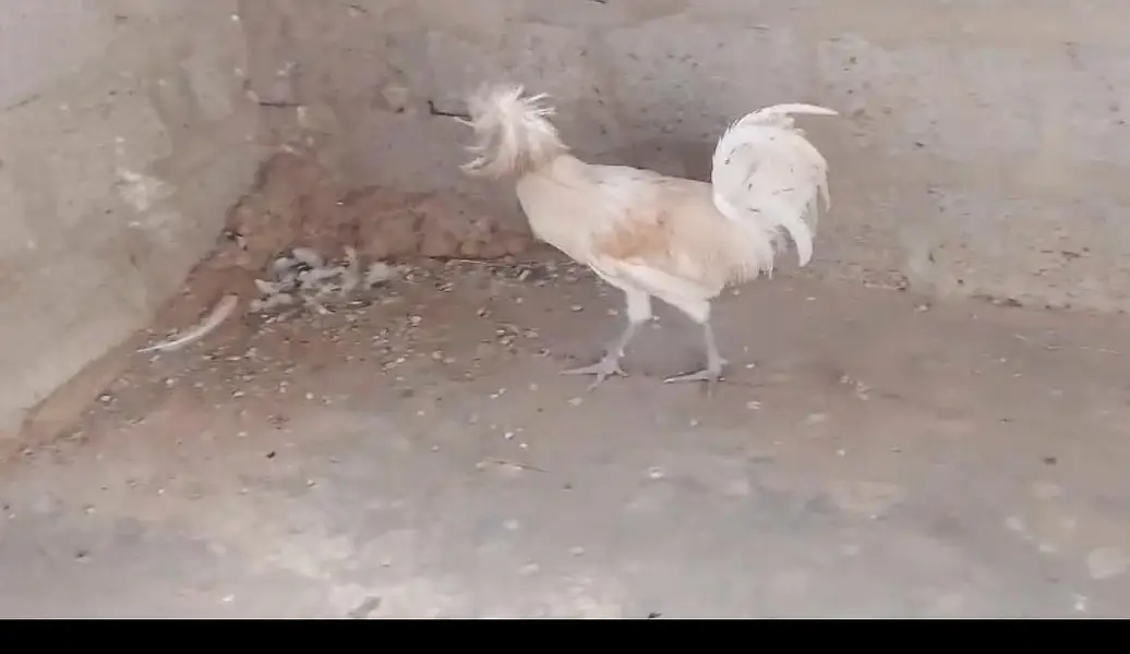 two silkie roosters — photo 3