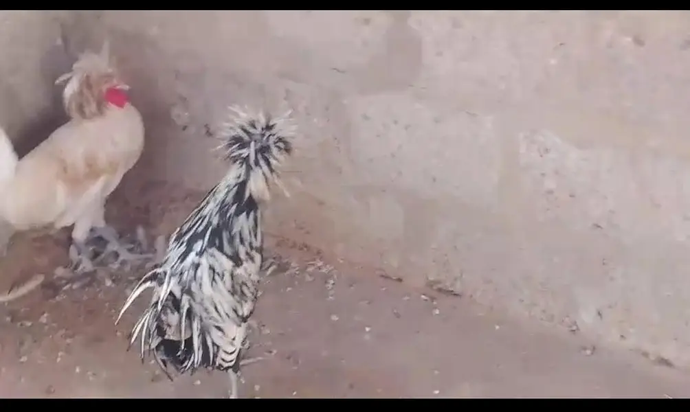 two silkie roosters — photo 4
