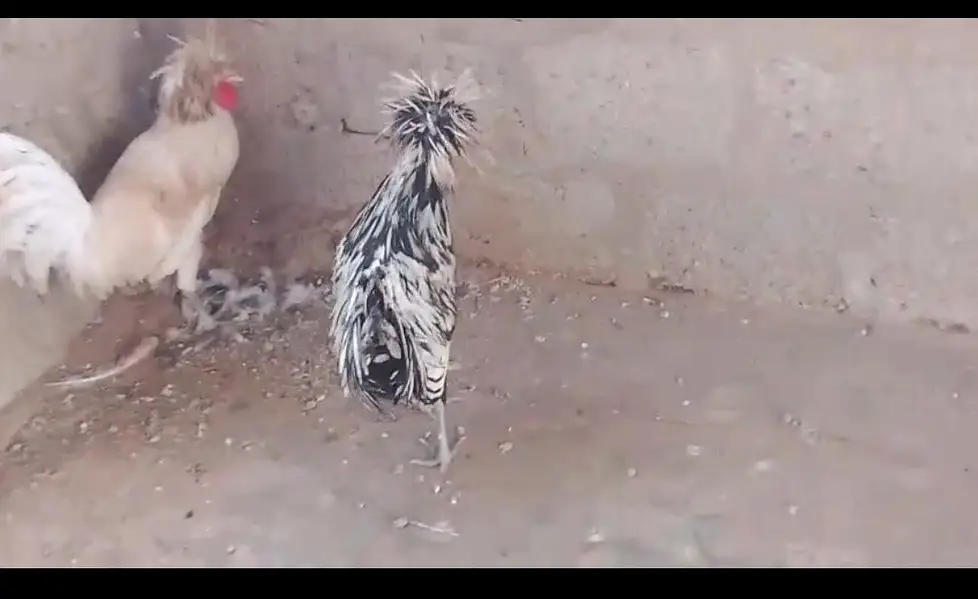 two silkie roosters — photo 5