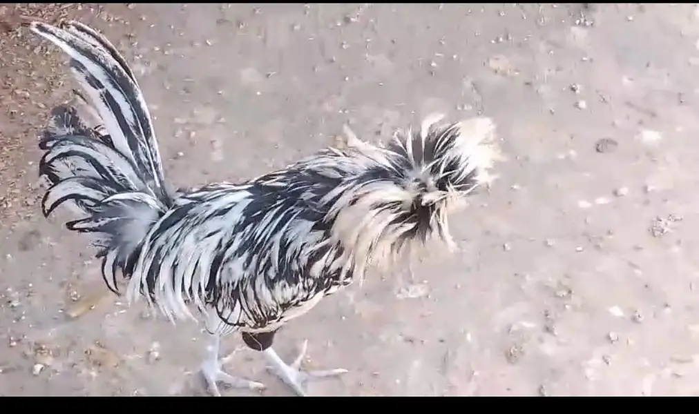 two silkie roosters — photo 6