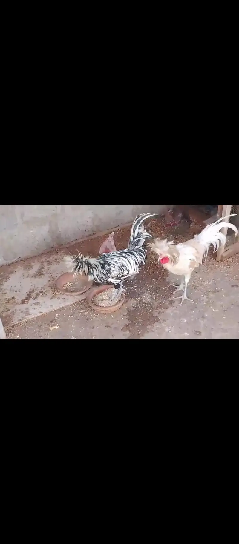 two silkie roosters — photo 7