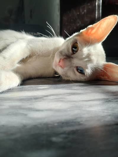 female cat  breed (khao manee)