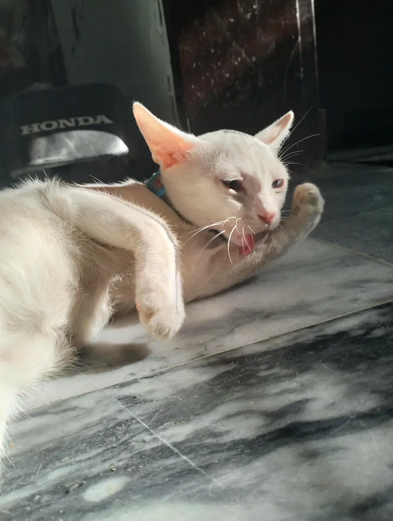 female cat  breed (khao manee) — photo 2