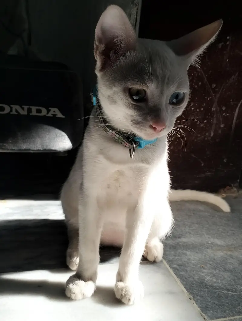 female cat  breed (khao manee) — photo 3