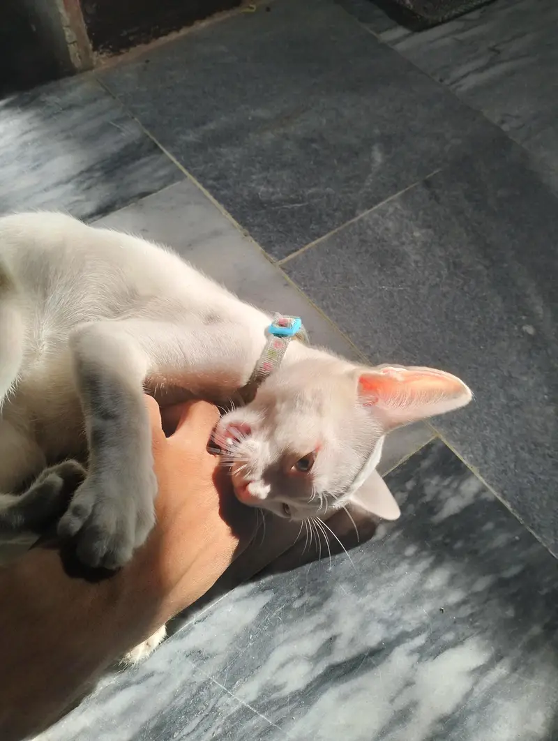 female cat  breed (khao manee) — photo 4