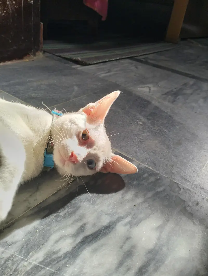 female cat  breed (khao manee) — photo 5