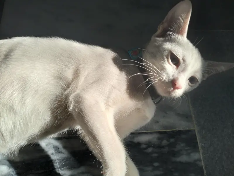 female cat  breed (khao manee) — photo 6