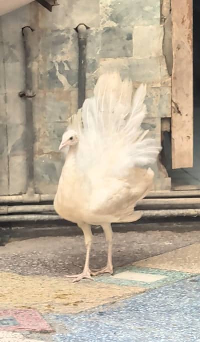 WHITE / PIED PEACOCK CHICKS PAIR 6 MONTH AGE