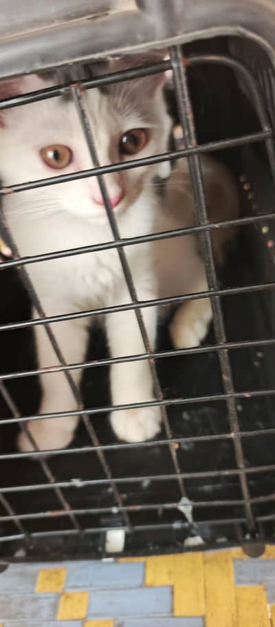 Persian cat vaccinated