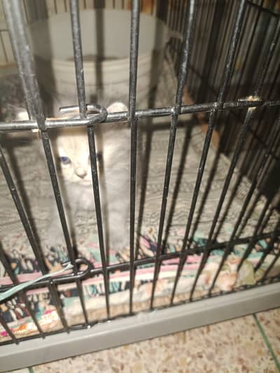 Cat 4 sale