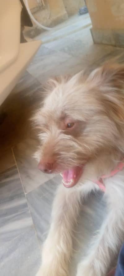 dogs femail for sale