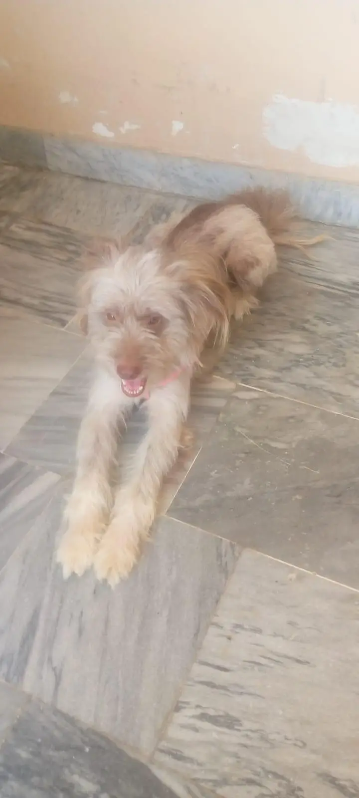 dogs femail for sale — photo 4