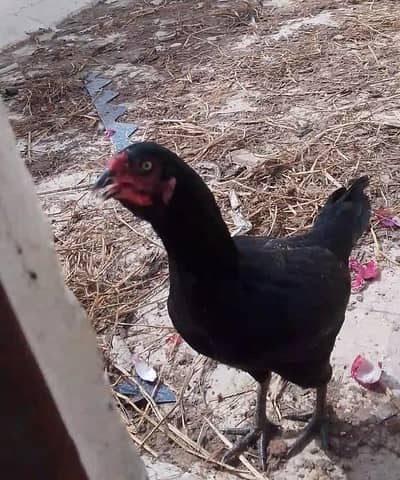 Aseel breeder females