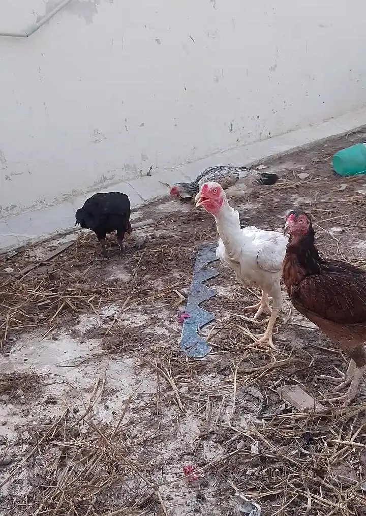 Aseel breeder females — photo 2
