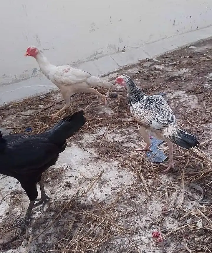 Aseel breeder females — photo 3
