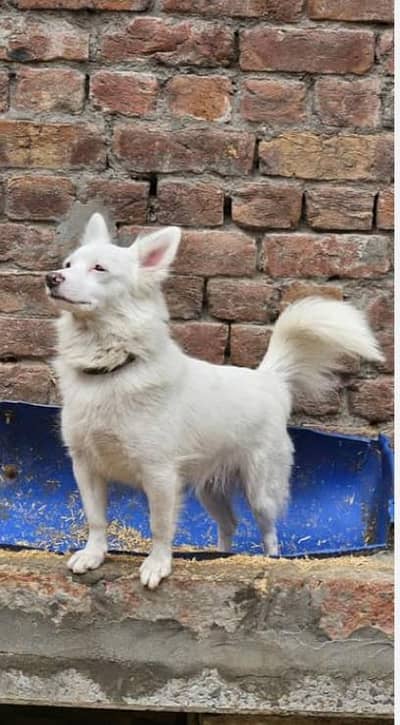 Russian female for sale