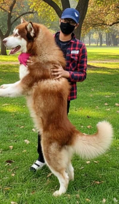 husky  Male Stud
