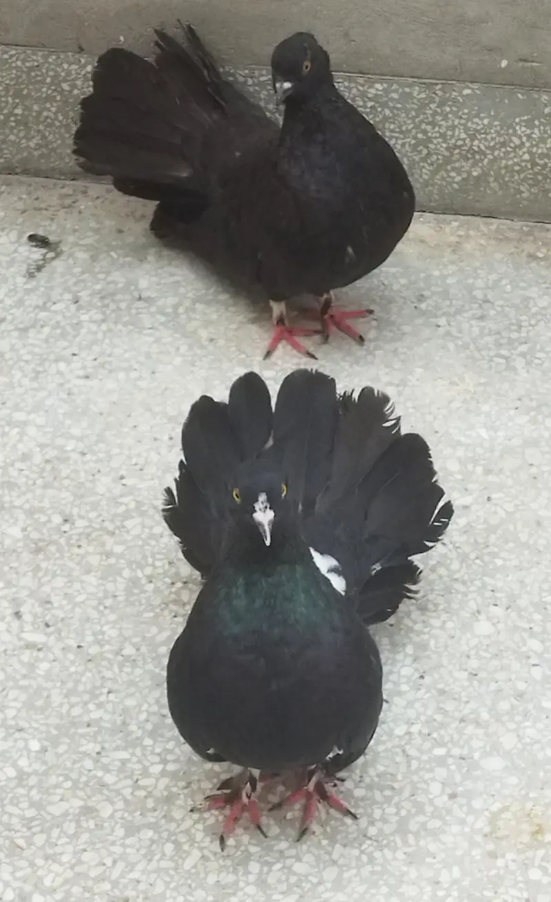 pigeon — photo 2