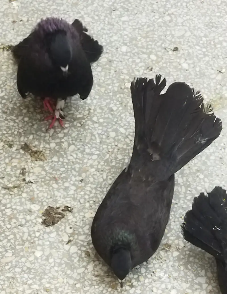 pigeon — photo 3