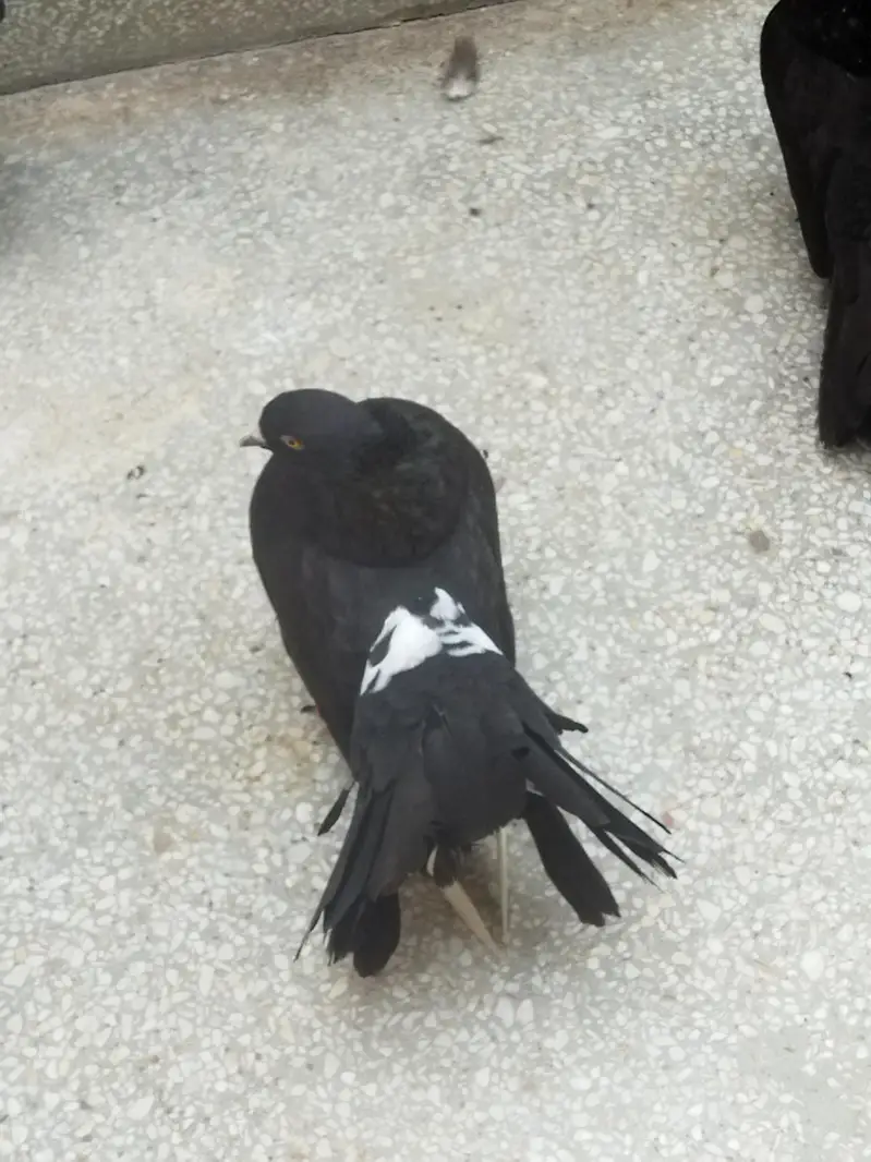 pigeon — photo 4