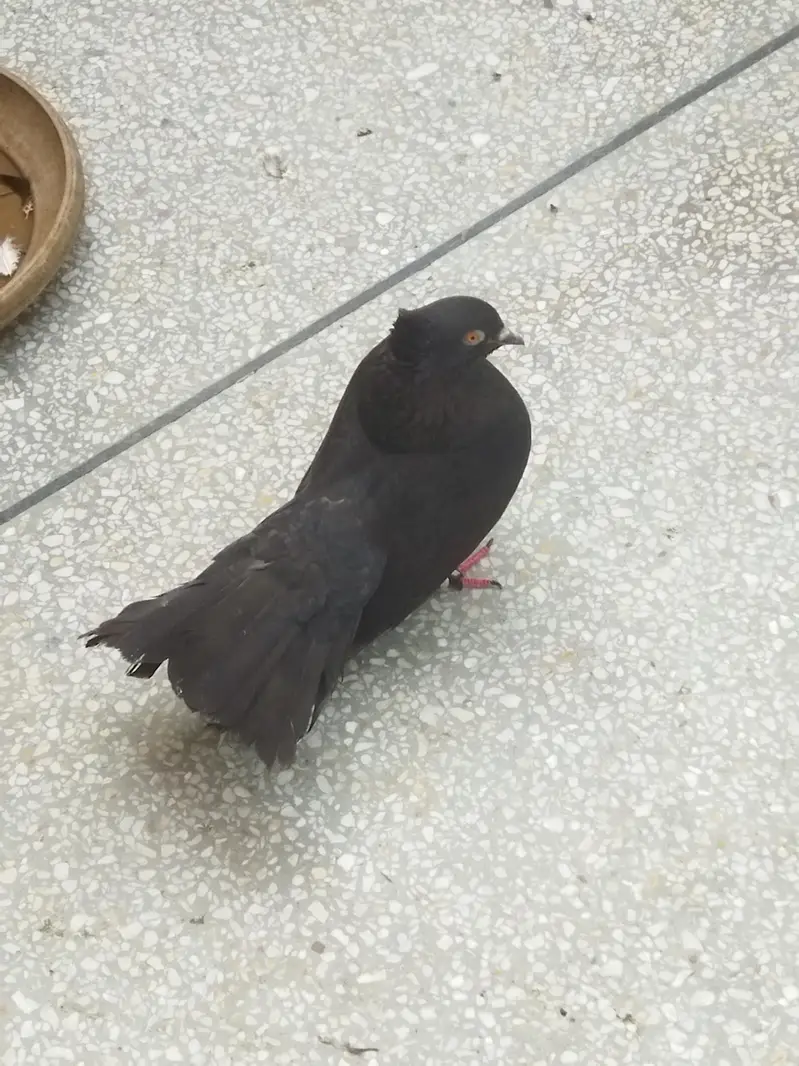 pigeon — photo 5