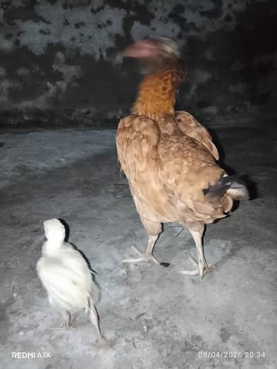 Pure Mianwali Aseel Murgi With Chick - 2 Years Old Breed