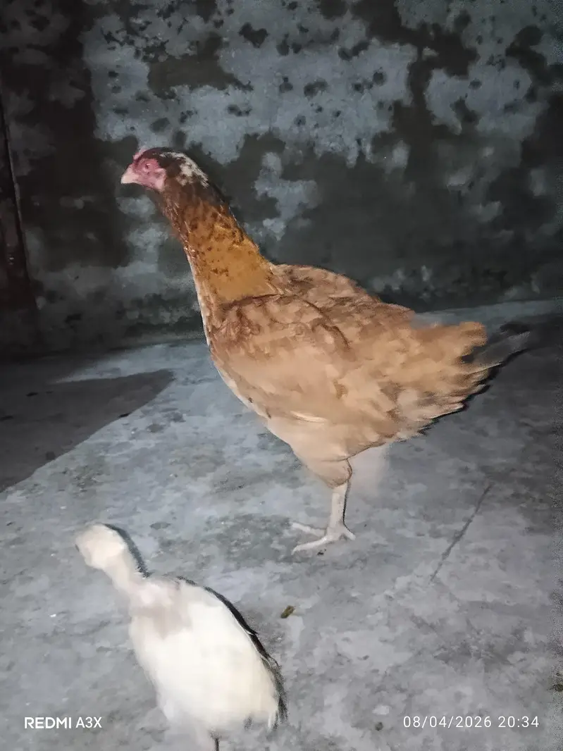 Pure Mianwali Aseel Murgi With Chick - 2 Years Old Breed — photo 2
