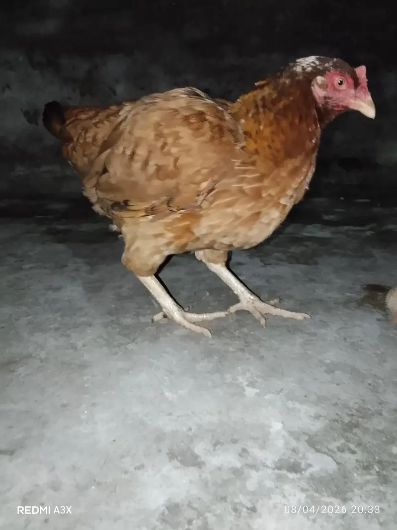 Pure Mianwali Aseel Murgi With Chick - 2 Years Old Breed — photo 3